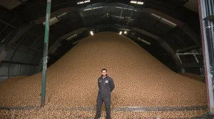 Afnemer failliet: Richard blijft plotseling met 1,5 miljoen kilo aardappelen zitten